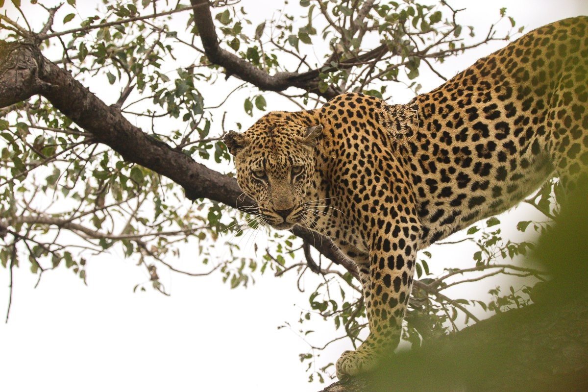 Portrait of Mawelawela male leopard in the aftermath of a tense encounter with lions.