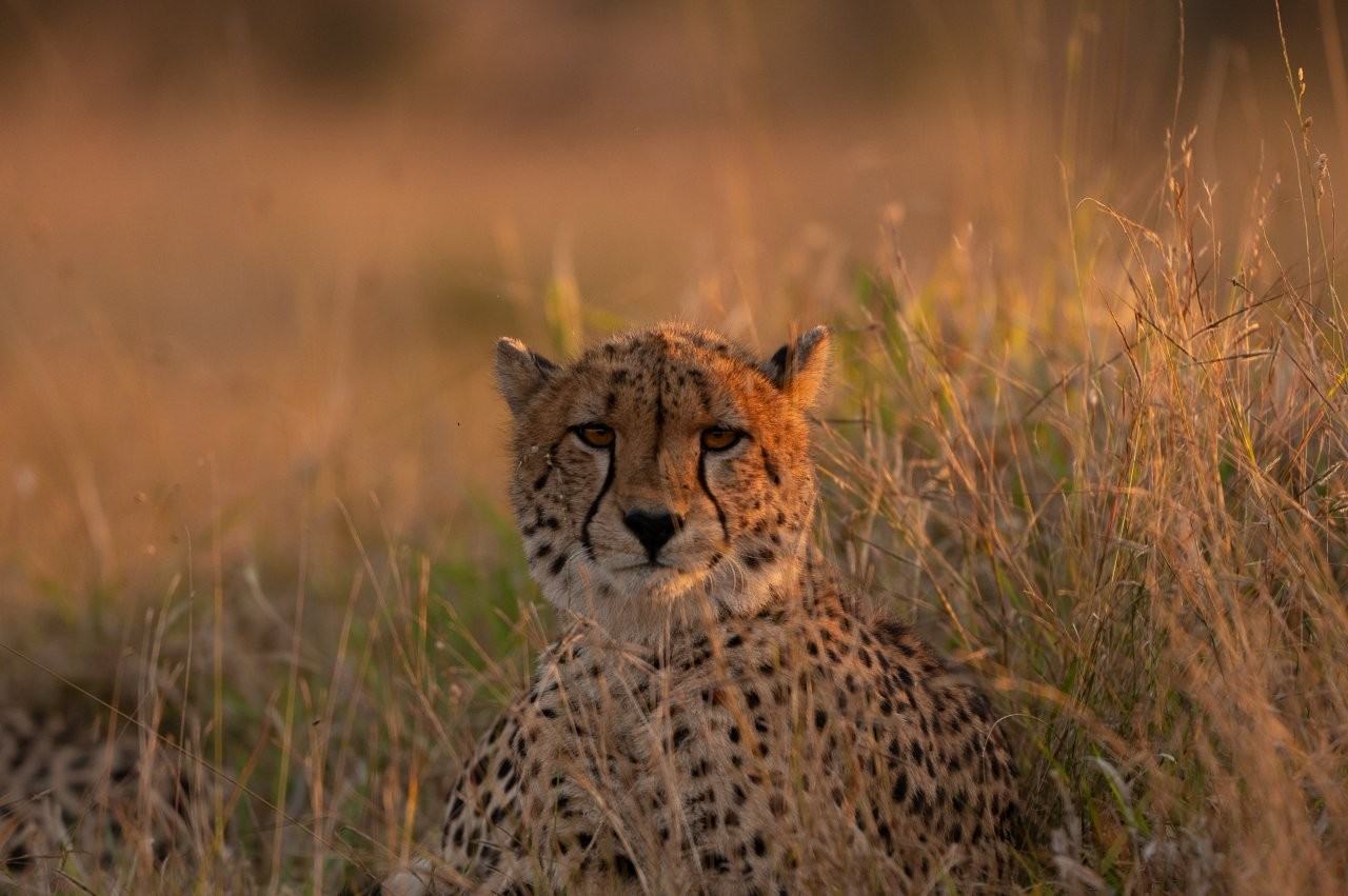 Recently independent cheetah siblings relaxing in the African bush.
