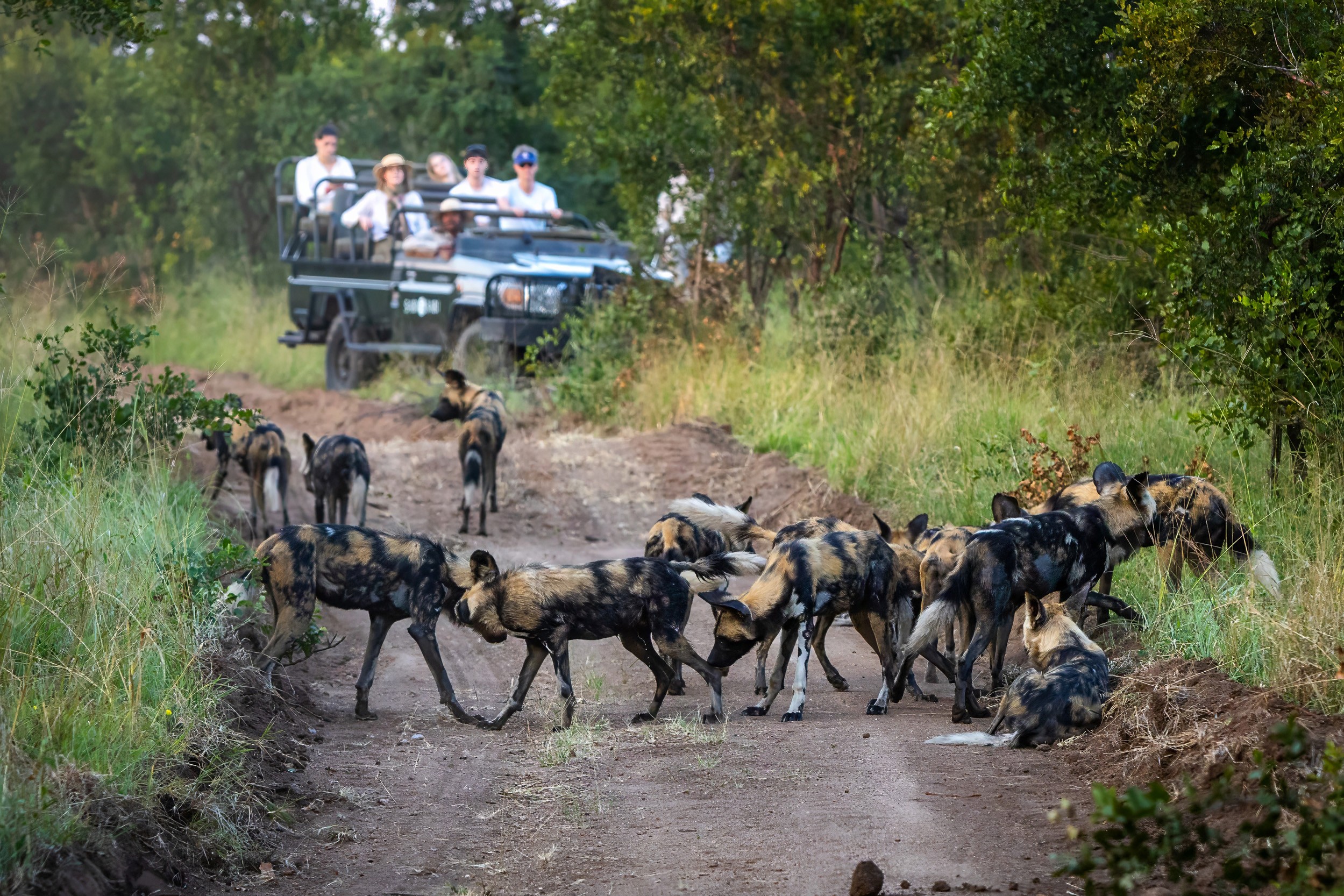During a Sabi Sabi safari, a pack of wild dogs were encountered on a sand trail