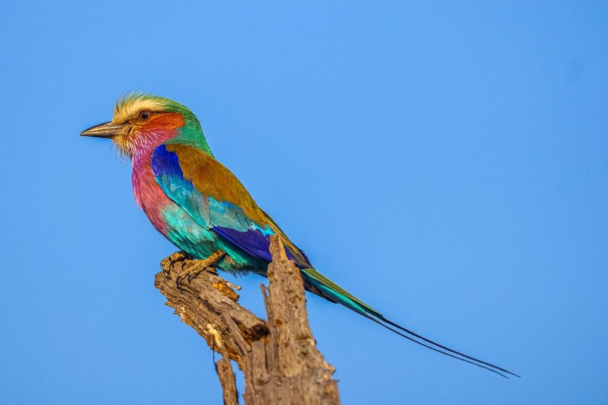 Lilac-breasted roller perched in the late afternoon sunlight