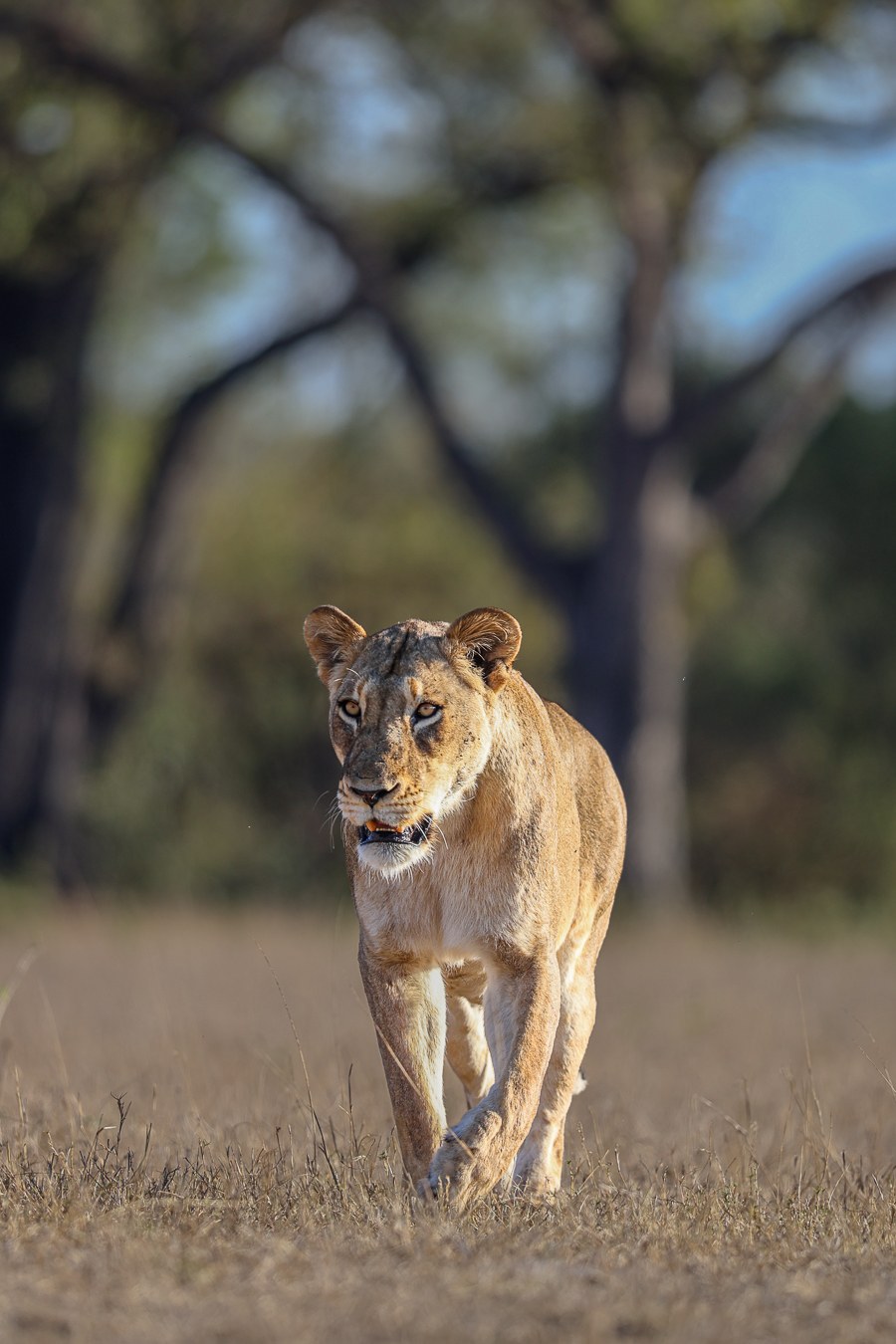 Msuthlu lions calmly moving near a safari vehicle