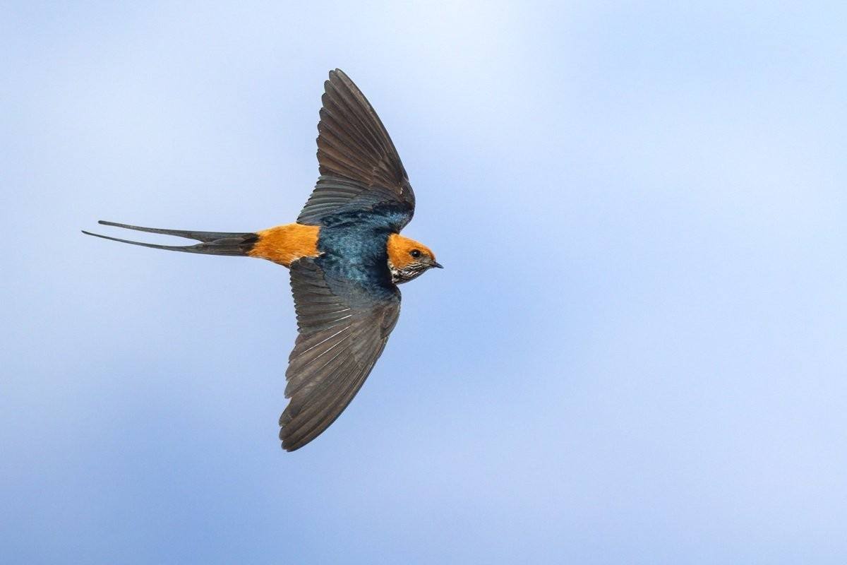 Sabi Sabi Benjamin Loon Lesser Striped Swallow Flying Over