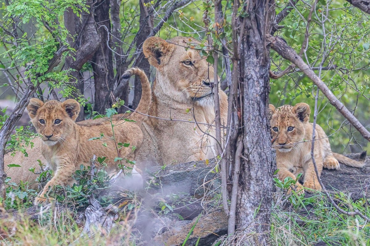 Southern Pride lionesses keeping watch while their cubs rest nearby