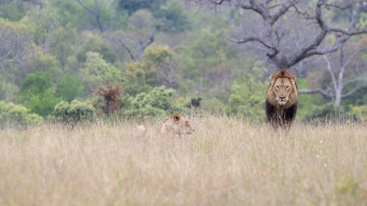 The N'waswitshaka lion stands next to the sitting Msuthlu Pride lioness