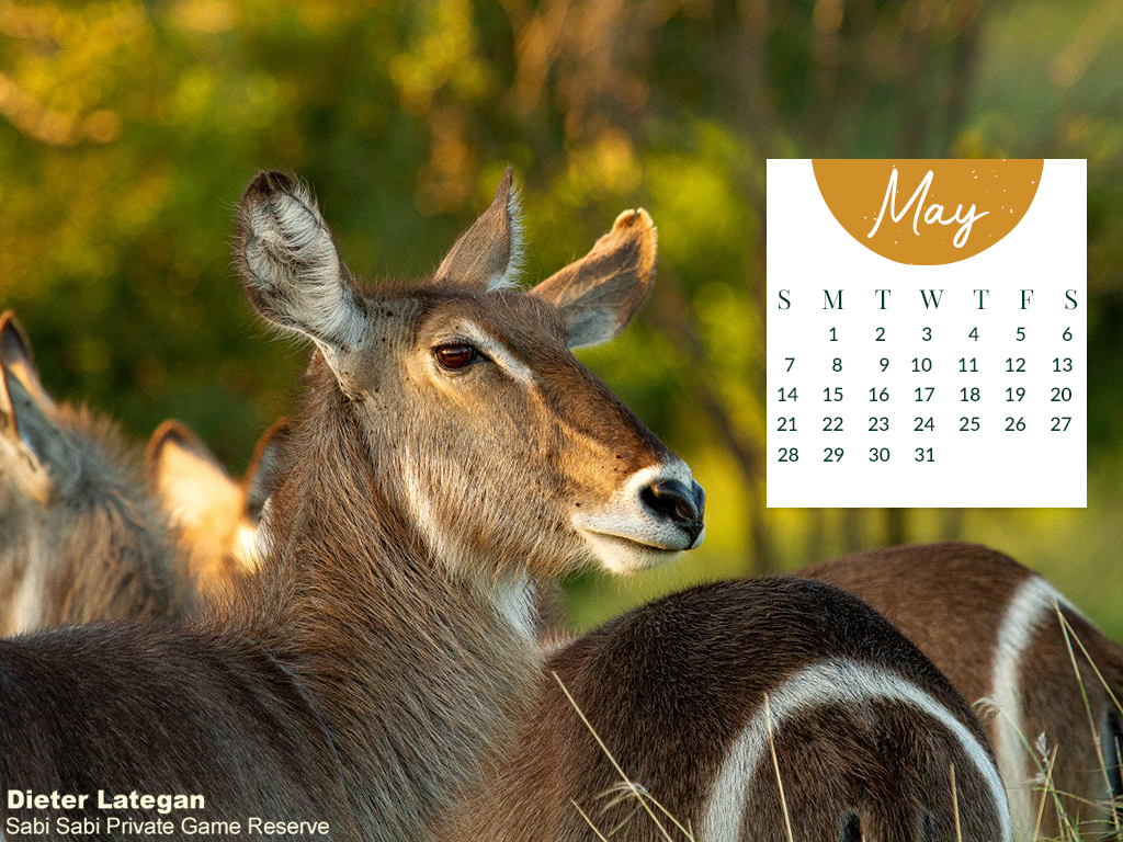 LARGE Calendar May 2023 2