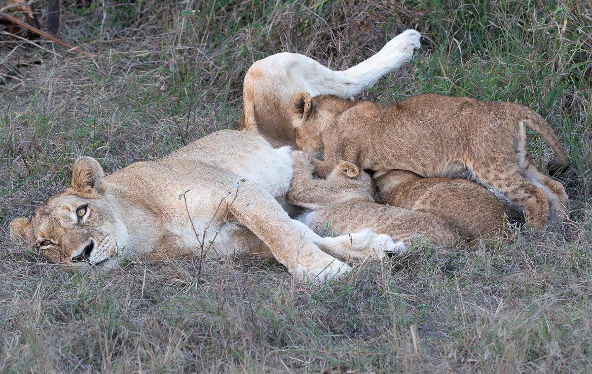 Cubs of the Southern Pride enjoy their mother's milk. Cubs of the Southern Pride enjoy their mother's milk.