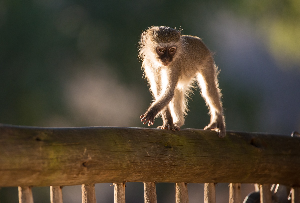 Sabi Sabi Selati Camp Verret Monkey