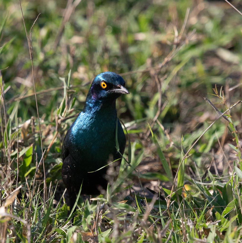 The Greater blue-eared Starling forages on the ground. The Greater blue-eared Starling forages on the ground.