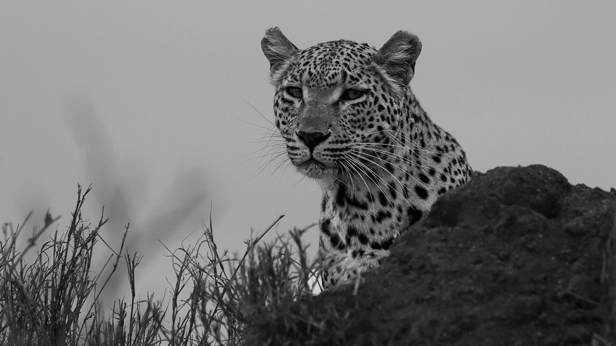 Ntsumi, the leopard, captured in black and white as she follows the scent of a male leopard in her territory.