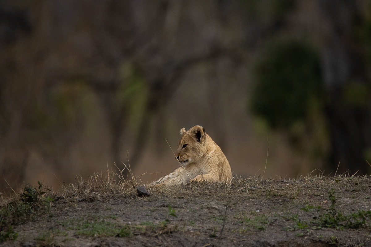 A young Msuthlu cub resting on the grass, basking in the warm light as it recuperates after play.