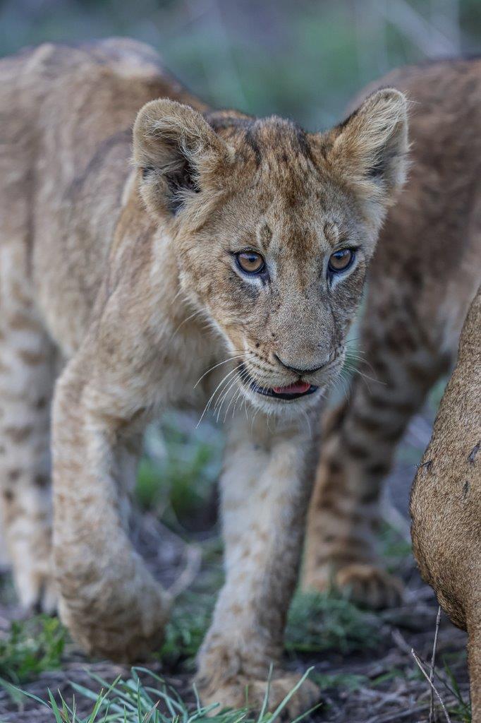 Sabi Sabi Ruan Mey Musthlu Young Lion Sabi Sabi Ruan Mey Musthlu Young Lion