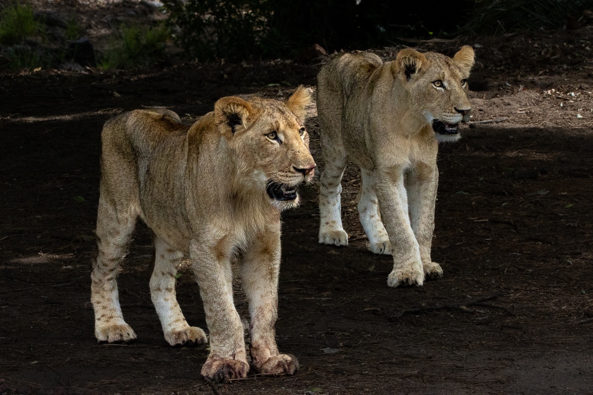 Young members of the Gijima pride. Young members of the Gijima pride.