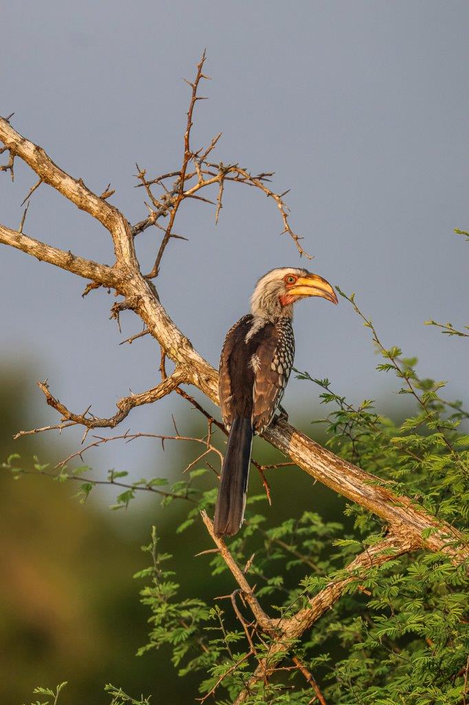 Sabi Sabi Ruan Mey Hornbill Sabi Sabi Ruan Mey Hornbill