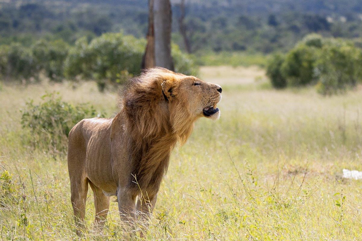 Kambula male lion in the open grasslands. Kambula male lion in the open grasslands.