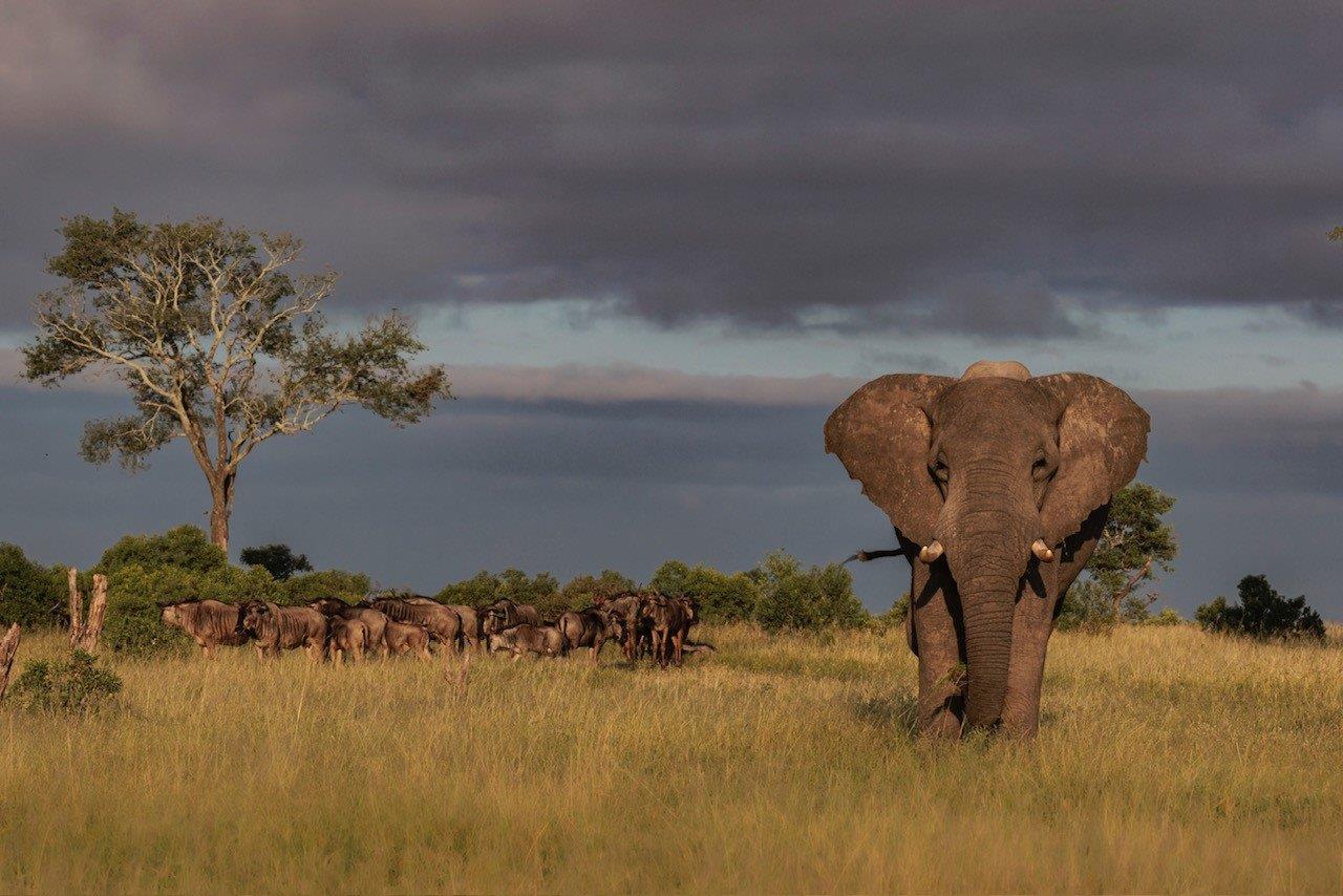 A lone bull elephant walks on the plains ahead of some wildebeest. A lone bull elephant walks on the plains ahead of some wildebeest.