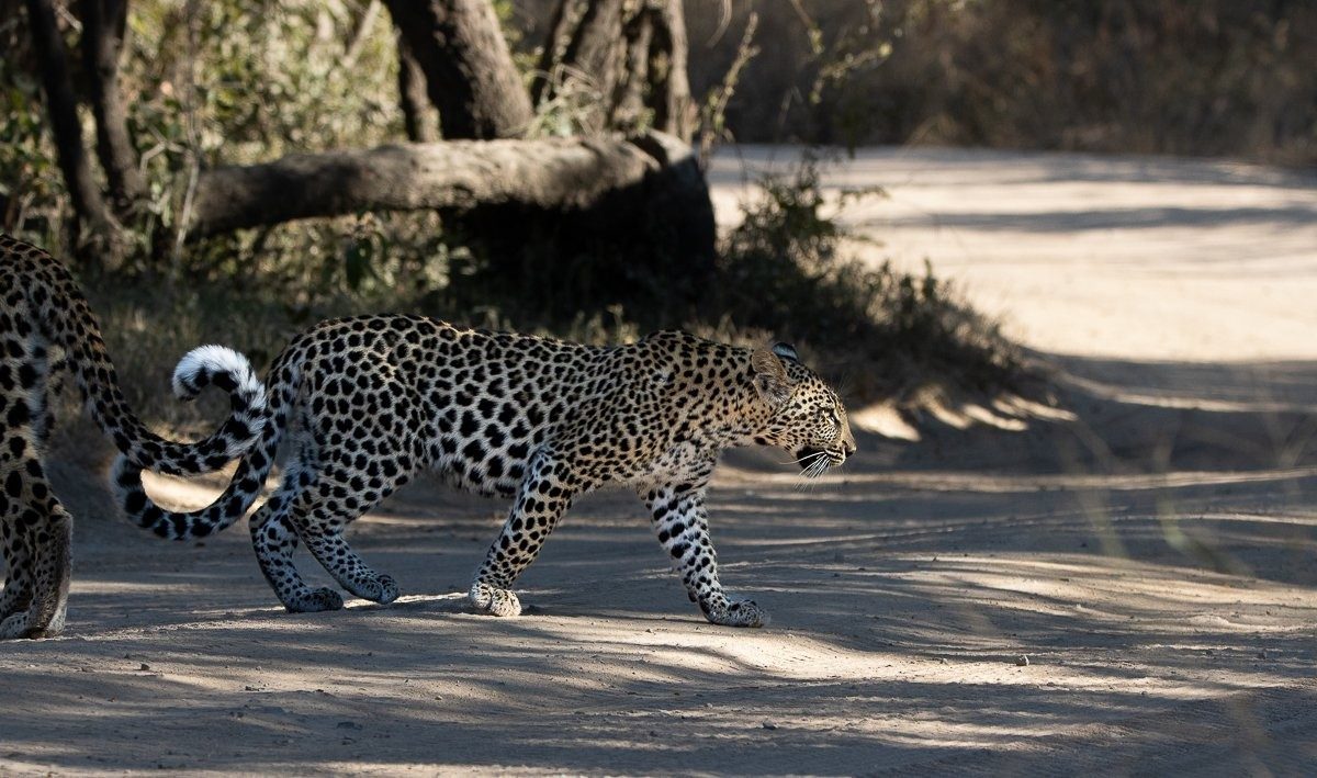 Sabi Sabi Ronald Mutero Golonyi Sabi Sabi Ronald Mutero Golonyi