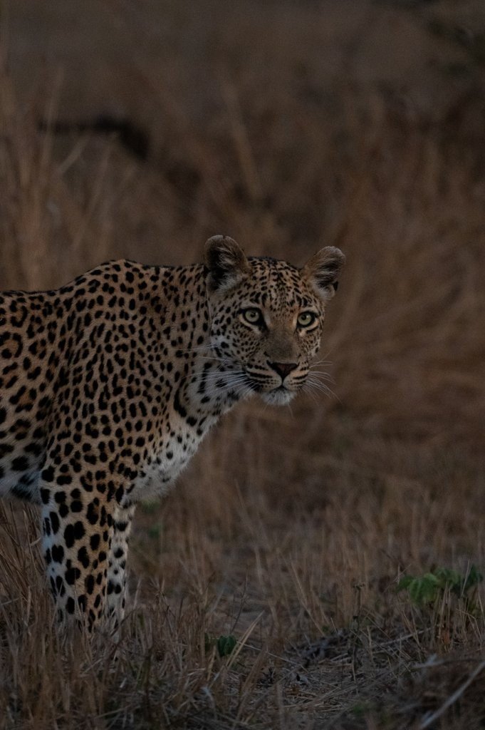 Sabi Sabi Viviane Ladner Golonyi Leopard Sabi Sabi Viviane Ladner Golonyi Leopard