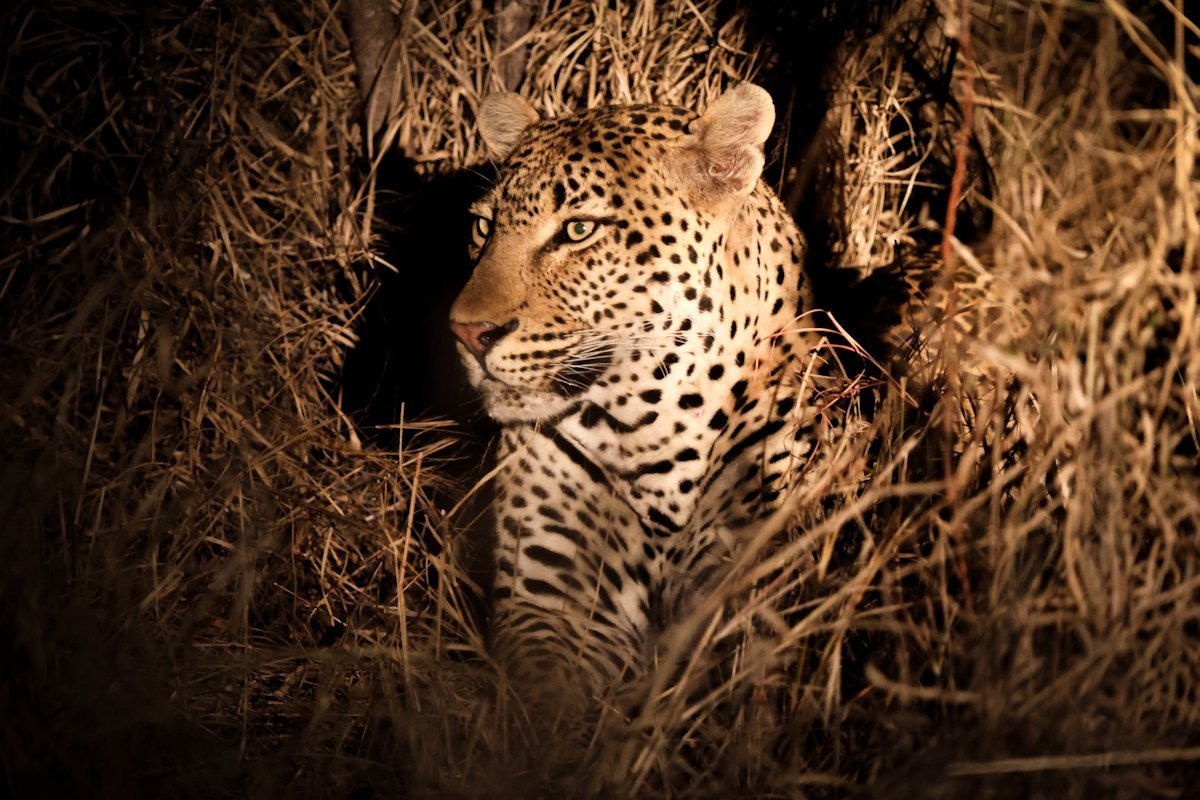 Sabi Sabi Jan Nel Khulwana Male Leopard Sabi Sabi Jan Nel Khulwana Male Leopard
