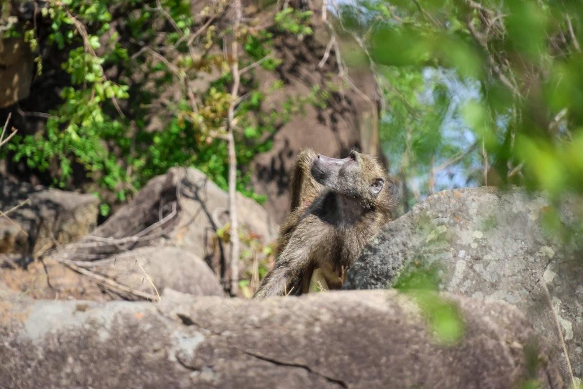 Sabi Sabi Jan Nel Baboon