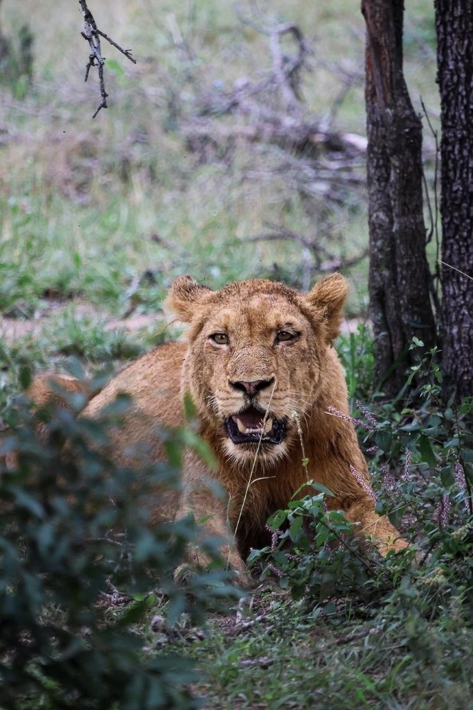 Pride of lions resting heavily after feeding.