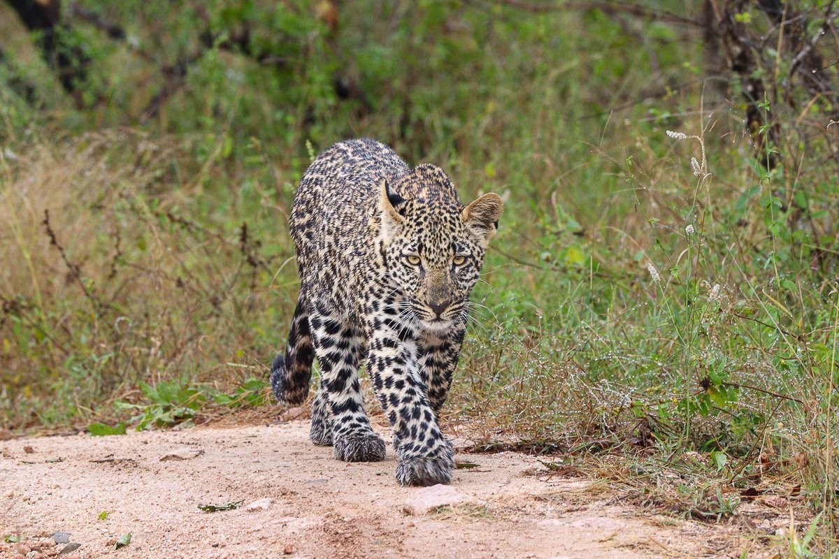 Tengile’s leopard cub grooming and interacting playfully with its mother