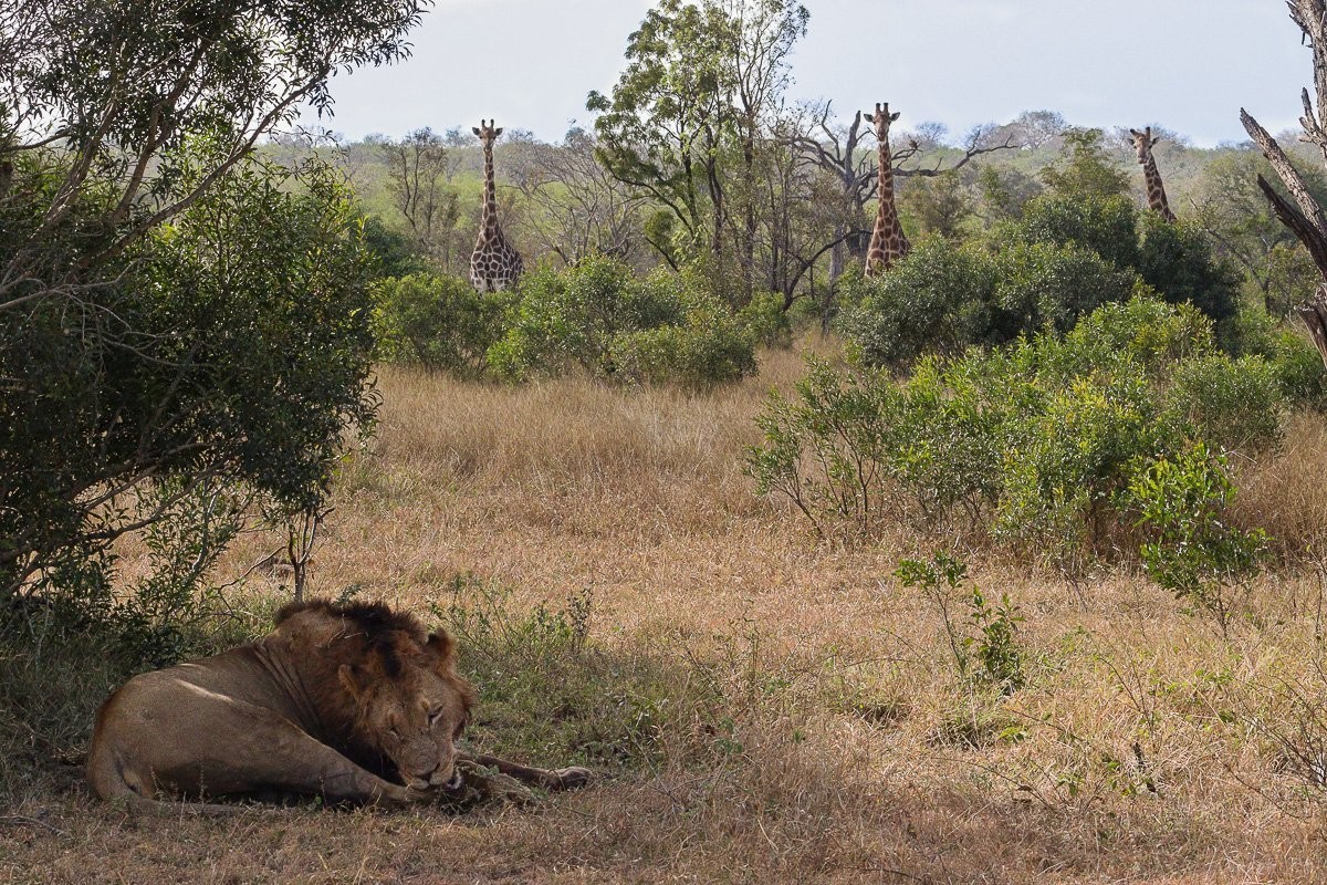 Giraffes stand alert in the distance while observing lions feeding on a giraffe kill.