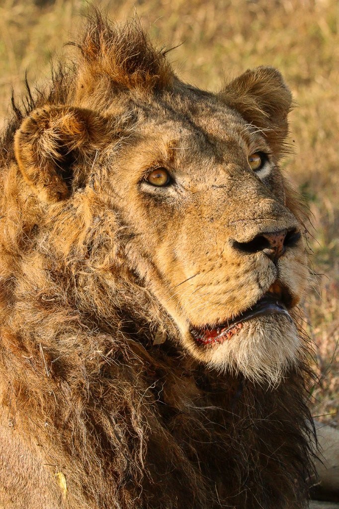 Male lion warming himself in sunlight to aid digestion after feeding.