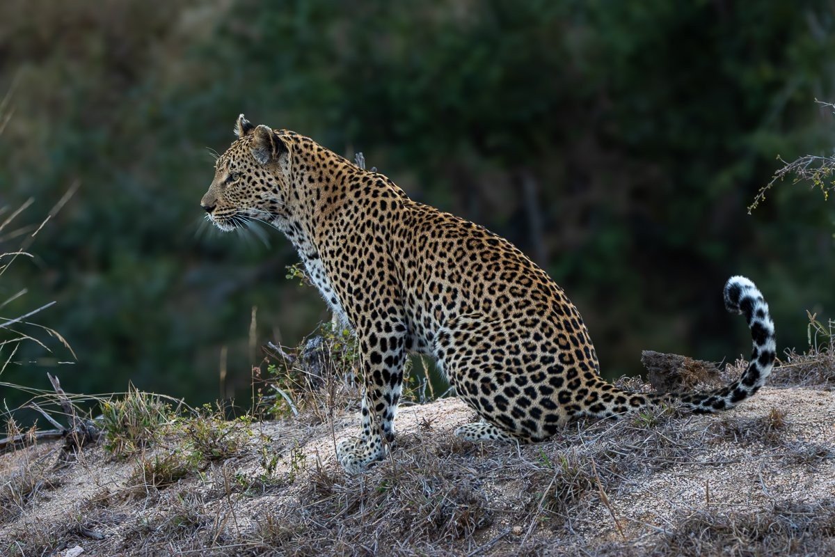 Sabi Sabi Ronald Mutero Ntsumi Leopardess Walking Through Riverbed