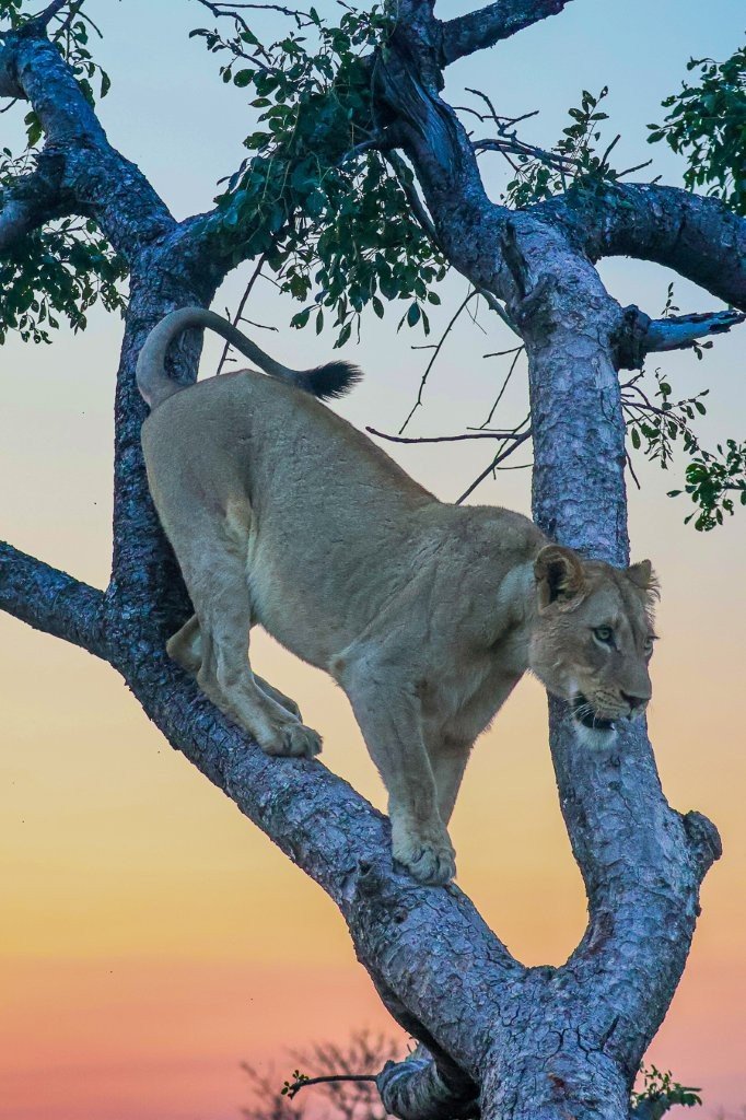 Sabi Sabi Ruan Mey Msuthlu Pride Lioness Resting In Shade Sabi Sabi
