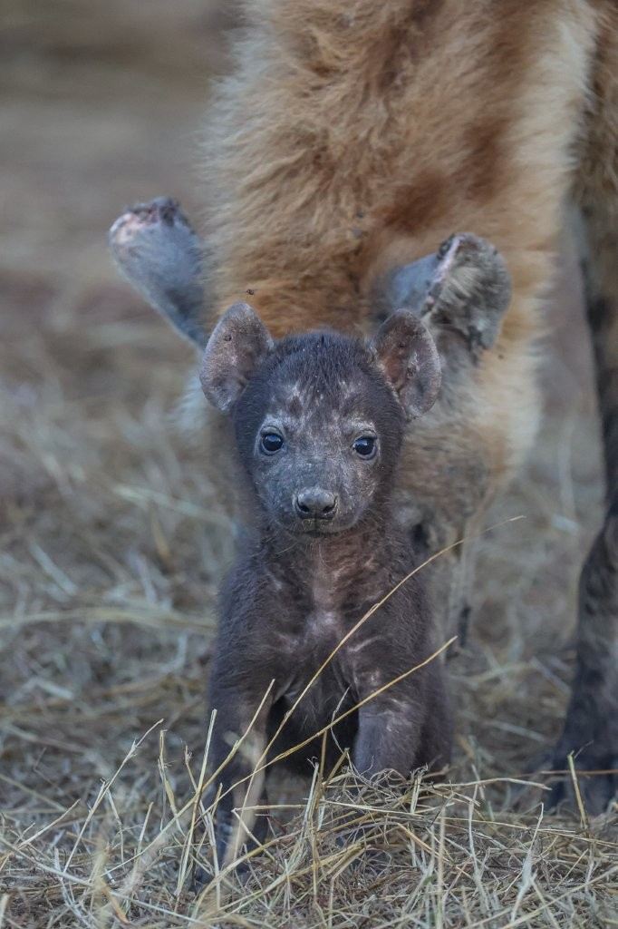 Spotted hyena cleaning hyena pup.