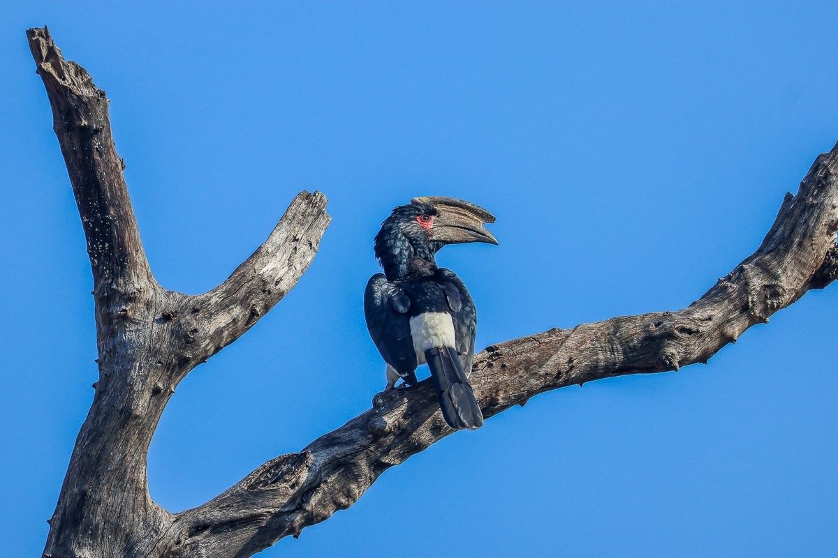 Trumpeter hornbill feeding on figs from a Large-leaved Rock Fig.