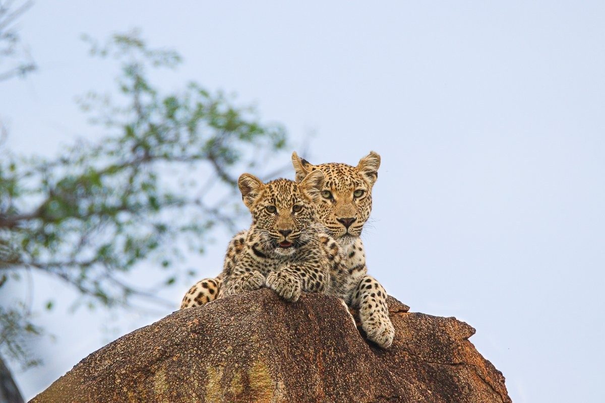 Golonyi leopardess and her cub resting on a rocky outcrop