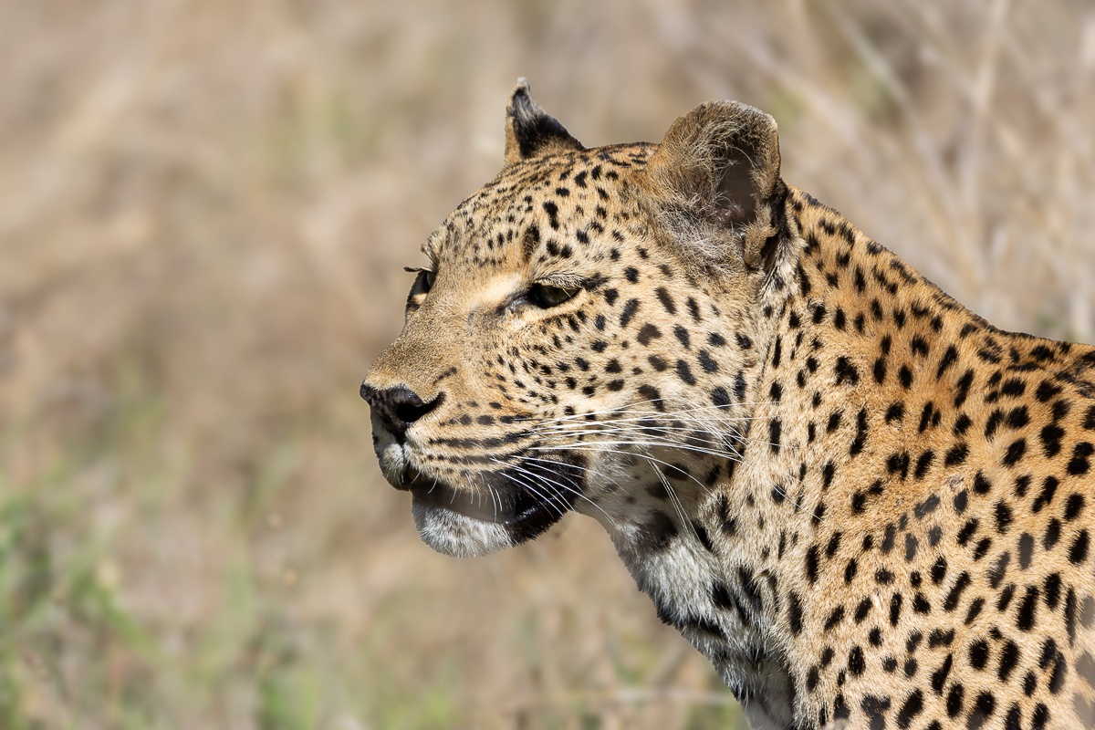 A Ntsumi leopard captured close-up captured from a side angle