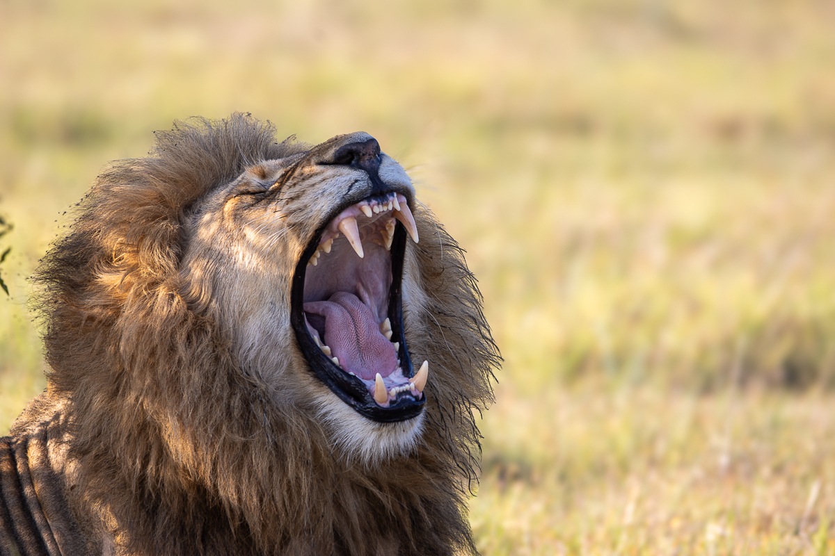 A N'waswishaka lion roaring
