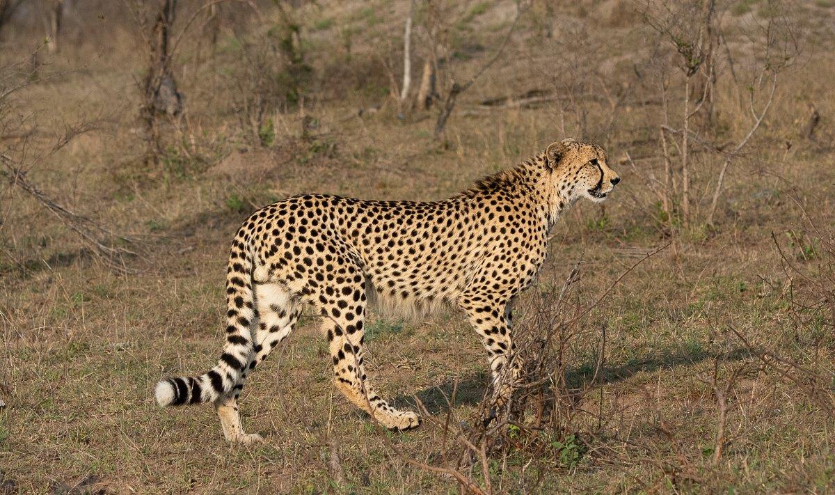Cheetah In Bush Ronald Mutero Cheetah In Bush Ronald Mutero