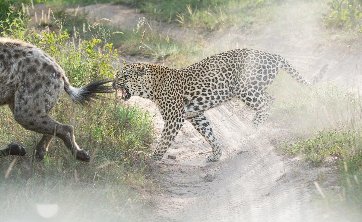 The protective mother got to the threat within seconds. The protective mother got to the threat within seconds.