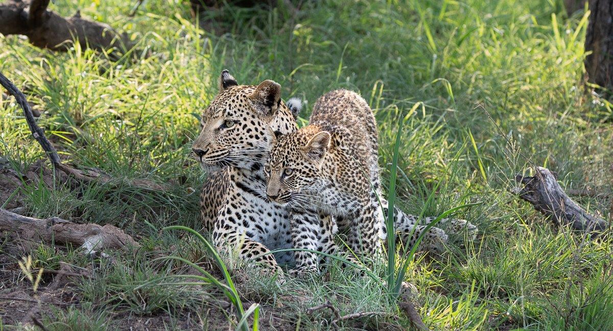 Ntsumi and her cub relax after the hyenas moved away from the scene. Ntsumi and her cub relax after the hyenas moved away from the scene.