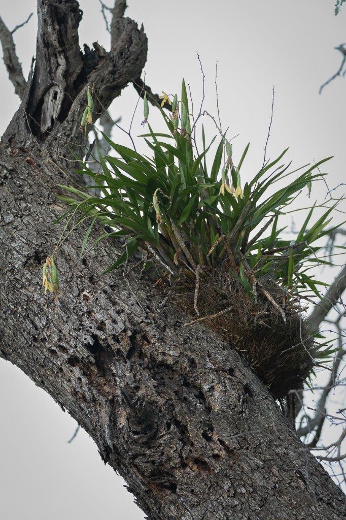 Attracting different species, the Leopard Orchid is important for the survival of a few different species. Attracting different species, the Leopard Orchid is important for the survival of a few different species.