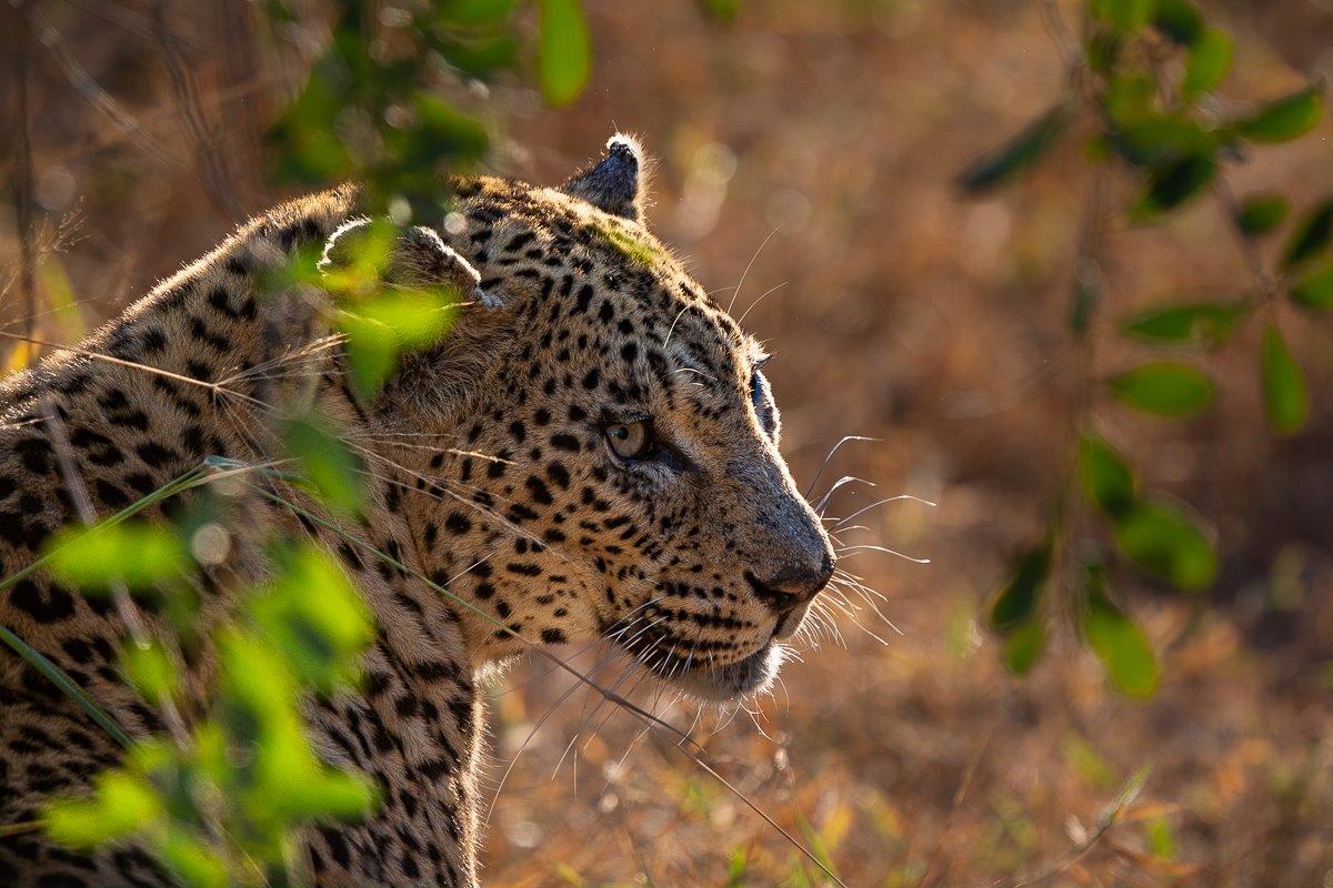 Sabi Sabi Ronald Mutero Mashaba Female Leopard Sabi Sabi Ronald Mutero Mashaba Female Leopard