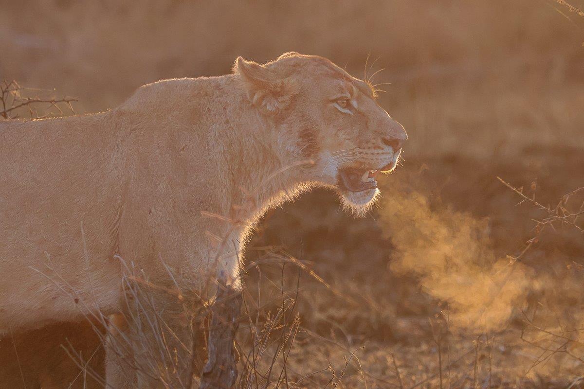 The Southern Pride was feeding on a buffalo kill