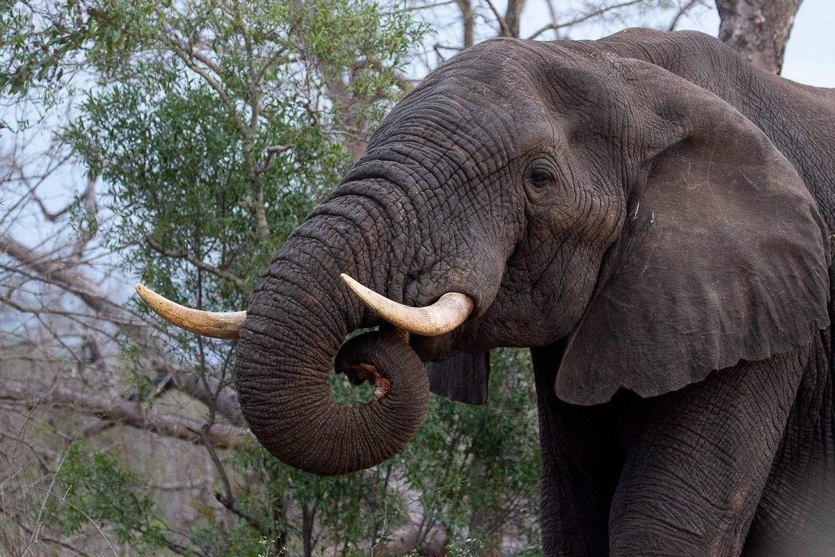A large male elephant using its strength to push down a Marula tree, showcasing its power and feeding behaviour. A large male elephant using its strength to push down a Marula tree, showcasing its power and feeding behaviour.
