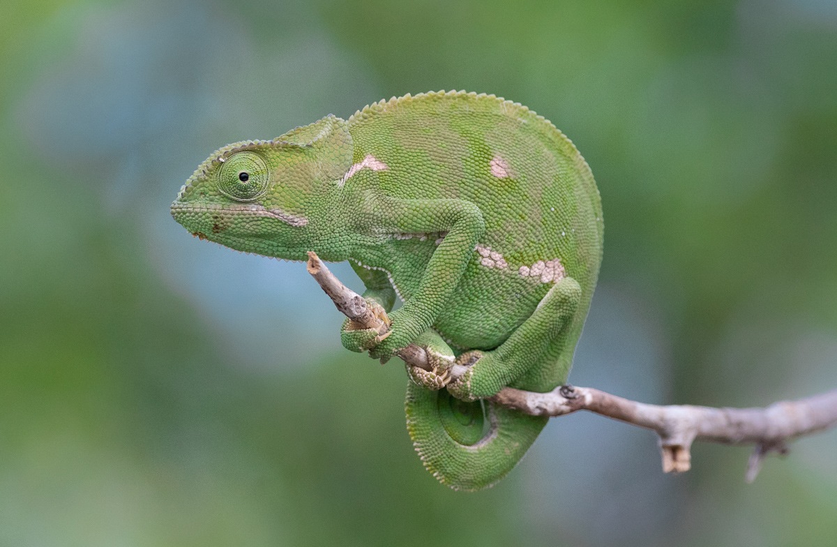 Sabi Sabi Experience Wildlife Flapneck Chameleon Sabi Sabi Experience Wildlife Flapneck Chameleon