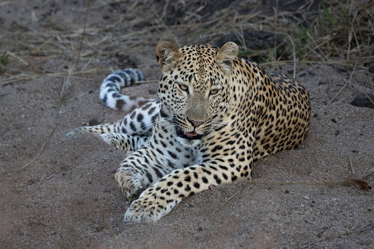 Sabi Sabi Ronald Mutero Leopard Sabi Sabi Ronald Mutero Leopard