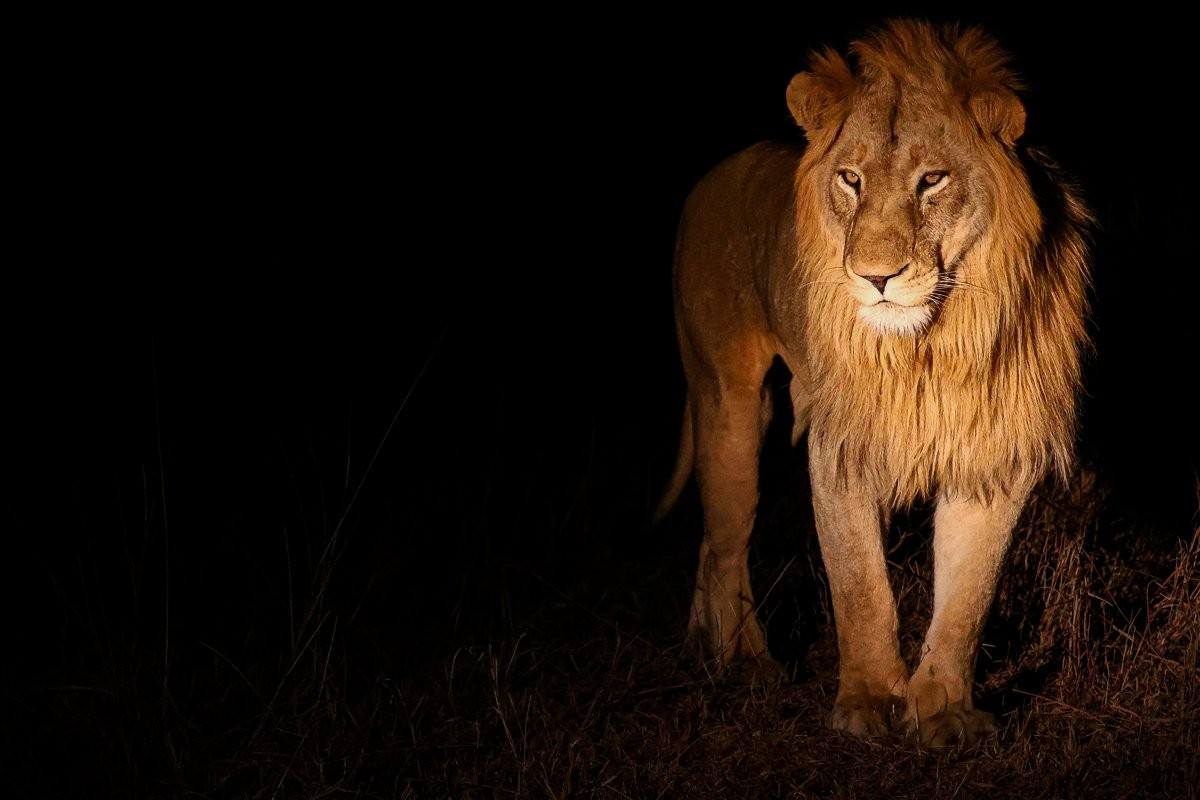 Sabi Sabi Ruan Mey Styx At Night Sabi Sabi Ruan Mey Styx At Night