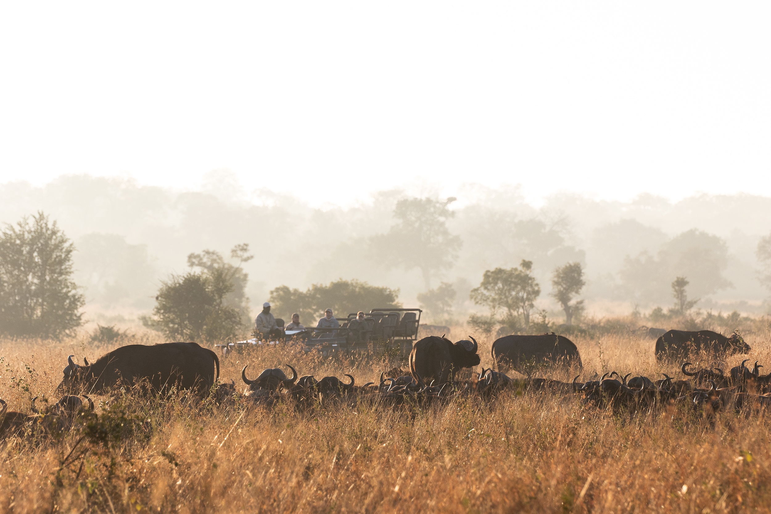 Plains Game during a game drive from Sabi Sabi. Plains Game during a game drive from Sabi Sabi.
