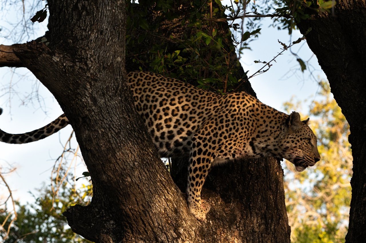 Ntsumi, female leopard, spotted in tree. Ntsumi, female leopard, spotted in tree.