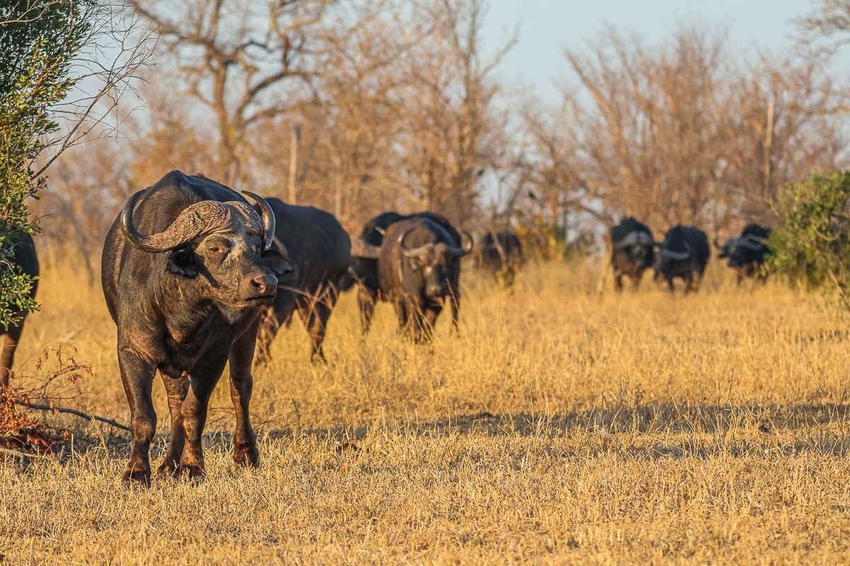 A gang of buffalo grazing in the bush