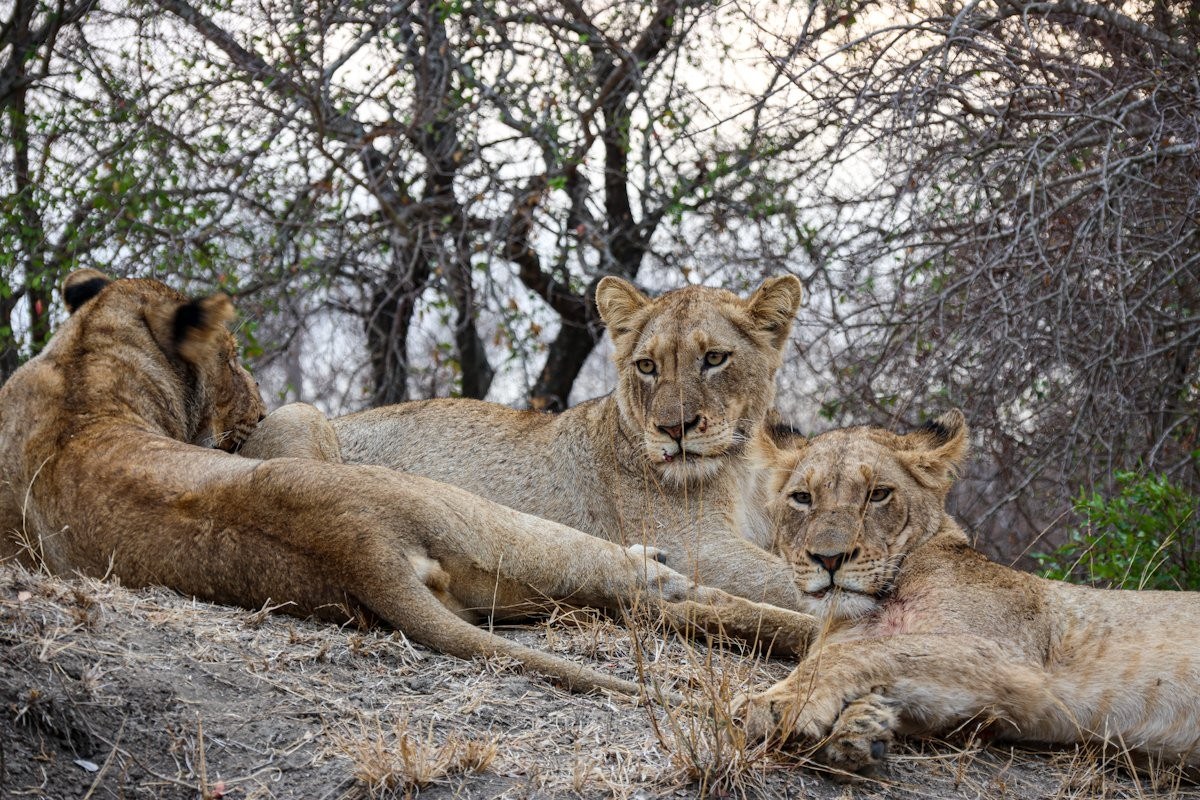 Sabi Sabi Jan Nel Msuthlu Lions Daytime Sabi Sabi Jan Nel Msuthlu Lions Daytime