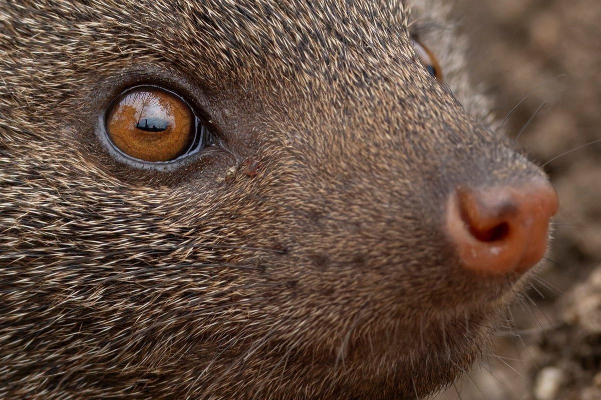 Sabi Sabi Benjamin Loon Dwarf Mongoose Close Up Sabi Sabi Benjamin Loon Dwarf Mongoose Close Up