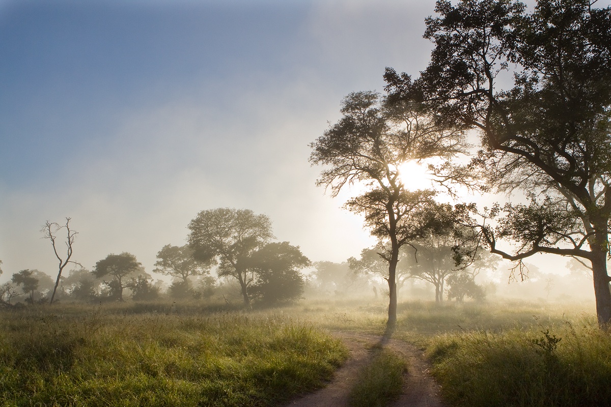 A misty morning game drive in Sabi Sands.